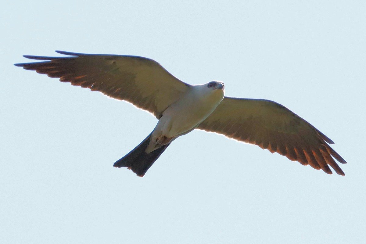 Mississippi Kite - ML620749834