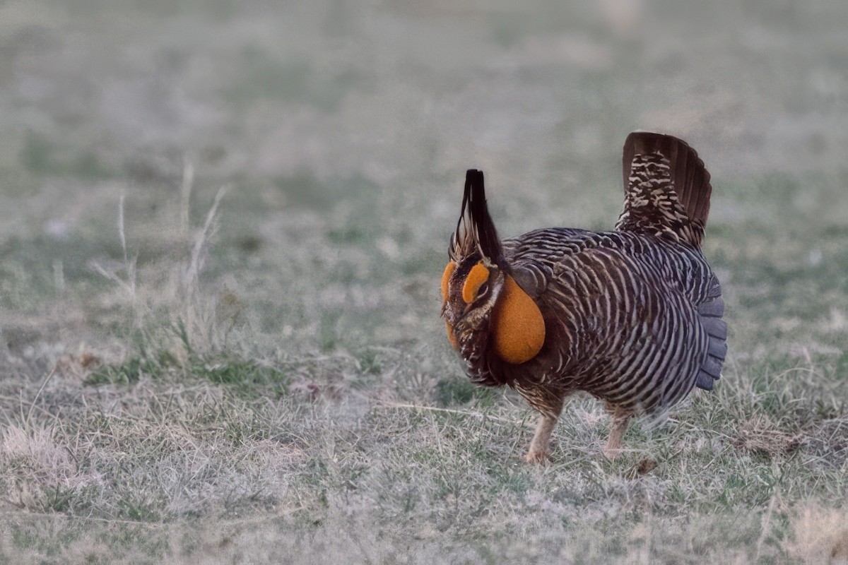 Greater Prairie-Chicken - ML620749835