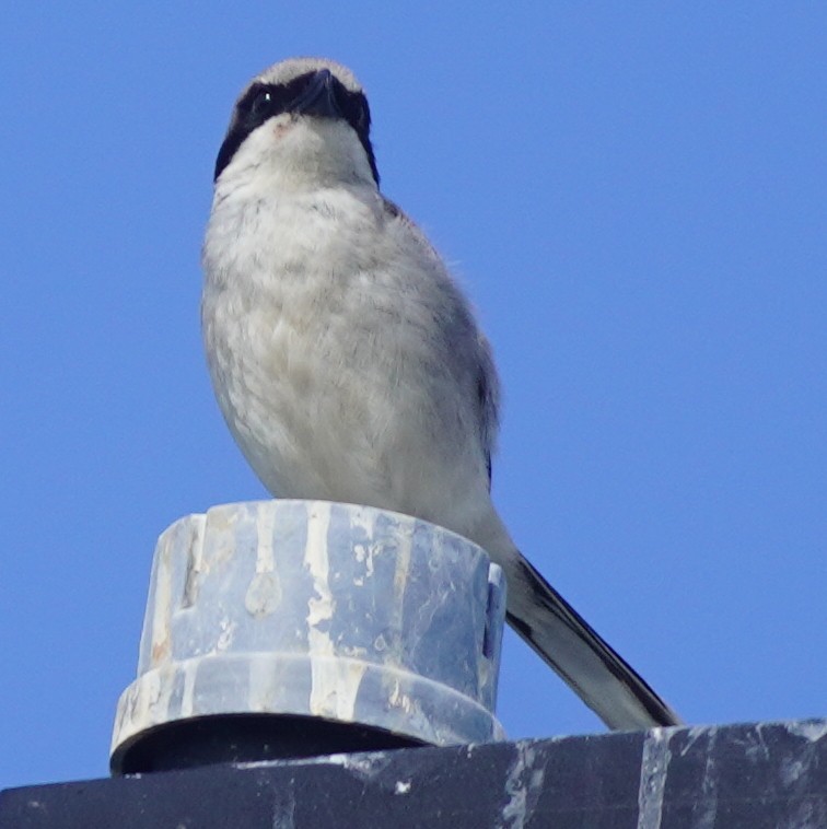 Loggerhead Shrike - ML620749852