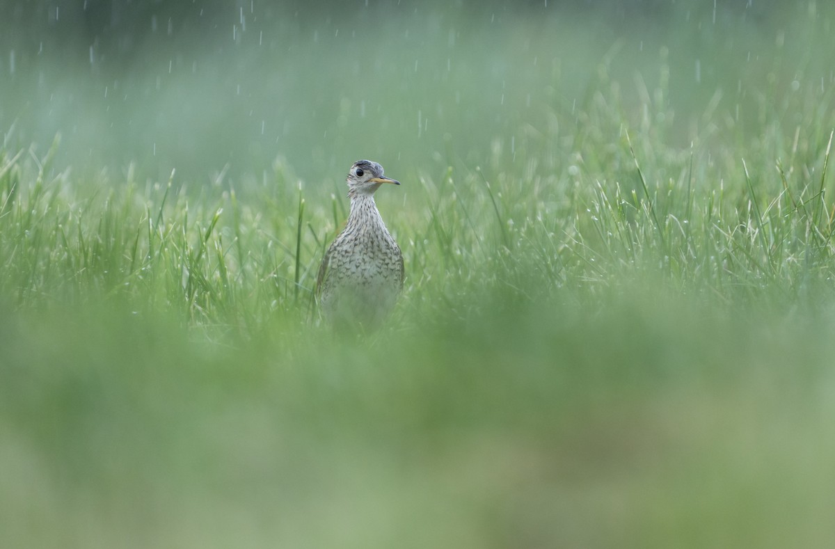 Upland Sandpiper - Justin Labadie