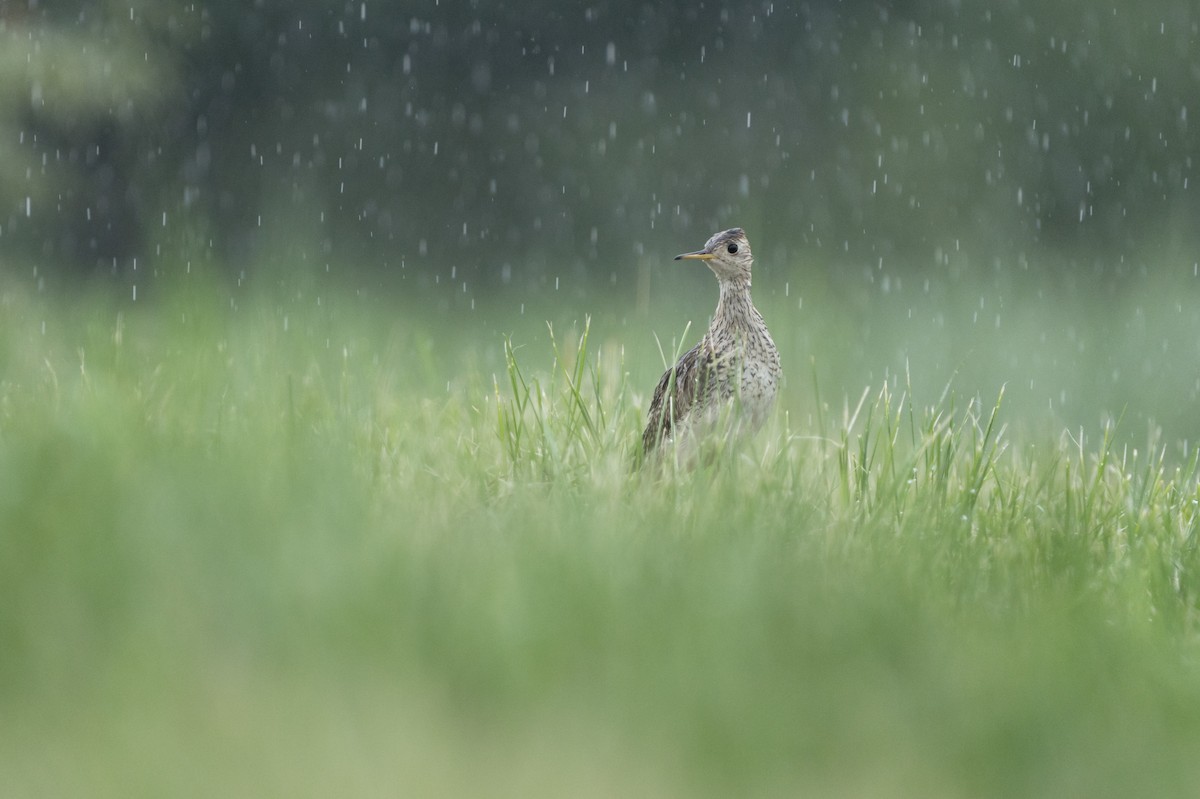 Upland Sandpiper - ML620749854