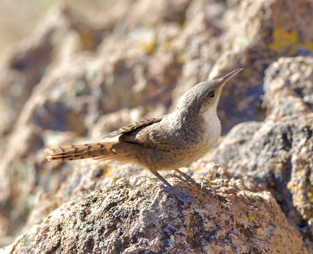 Canyon Wren - ML620749856