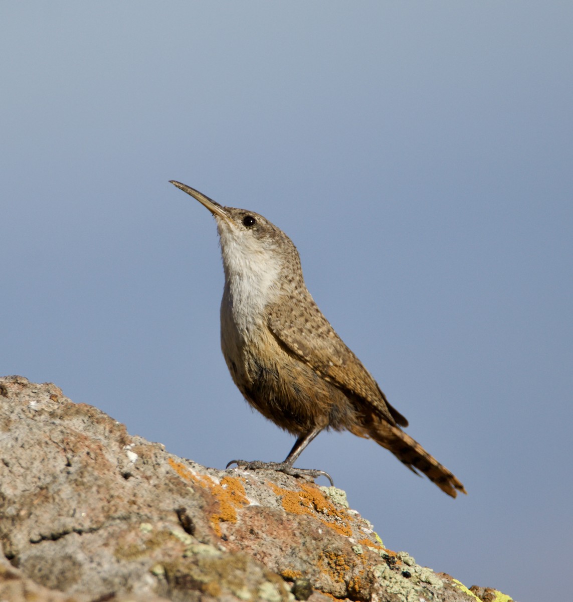 Canyon Wren - ML620749857