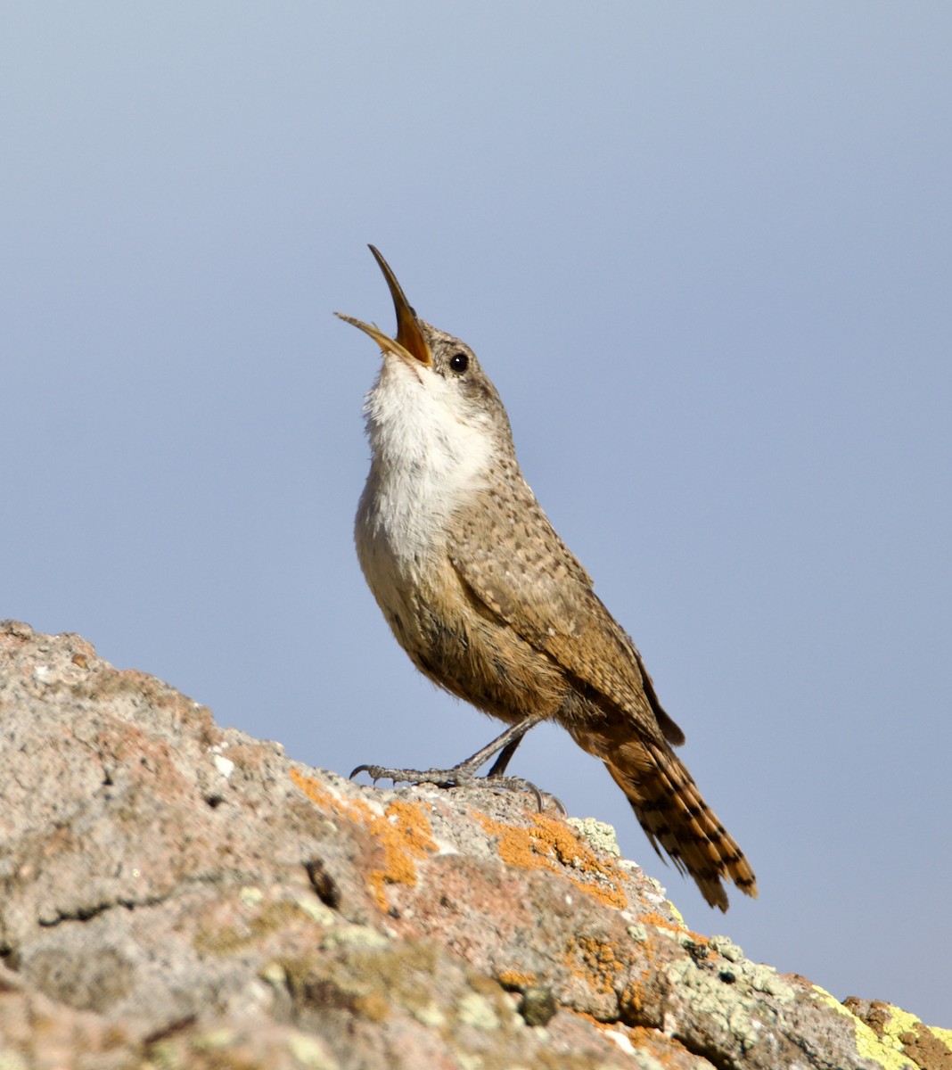 Canyon Wren - Jordan Juzdowski