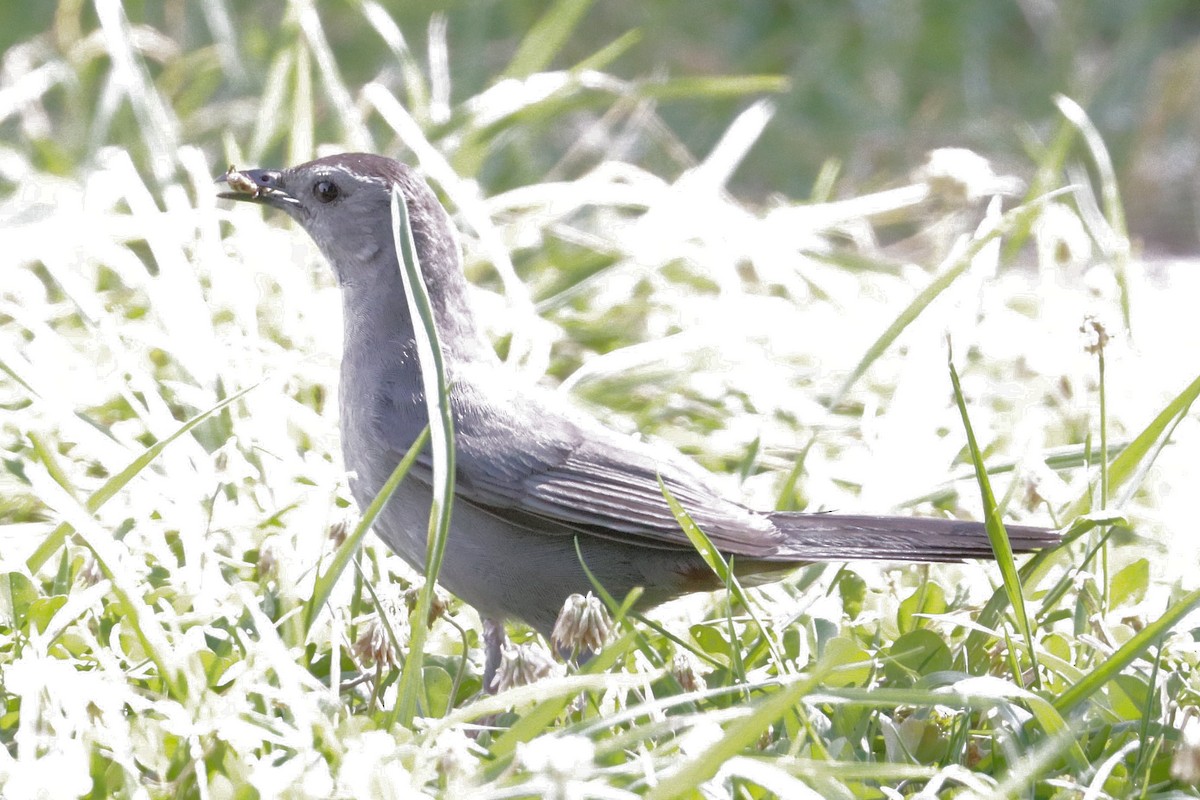 Gray Catbird - ML620749863