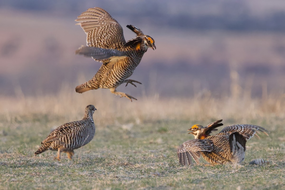 Greater Prairie-Chicken - ML620749865