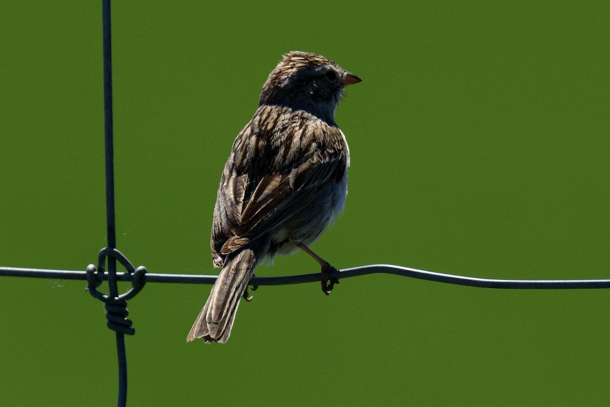 Brewer's Sparrow - ML620749870