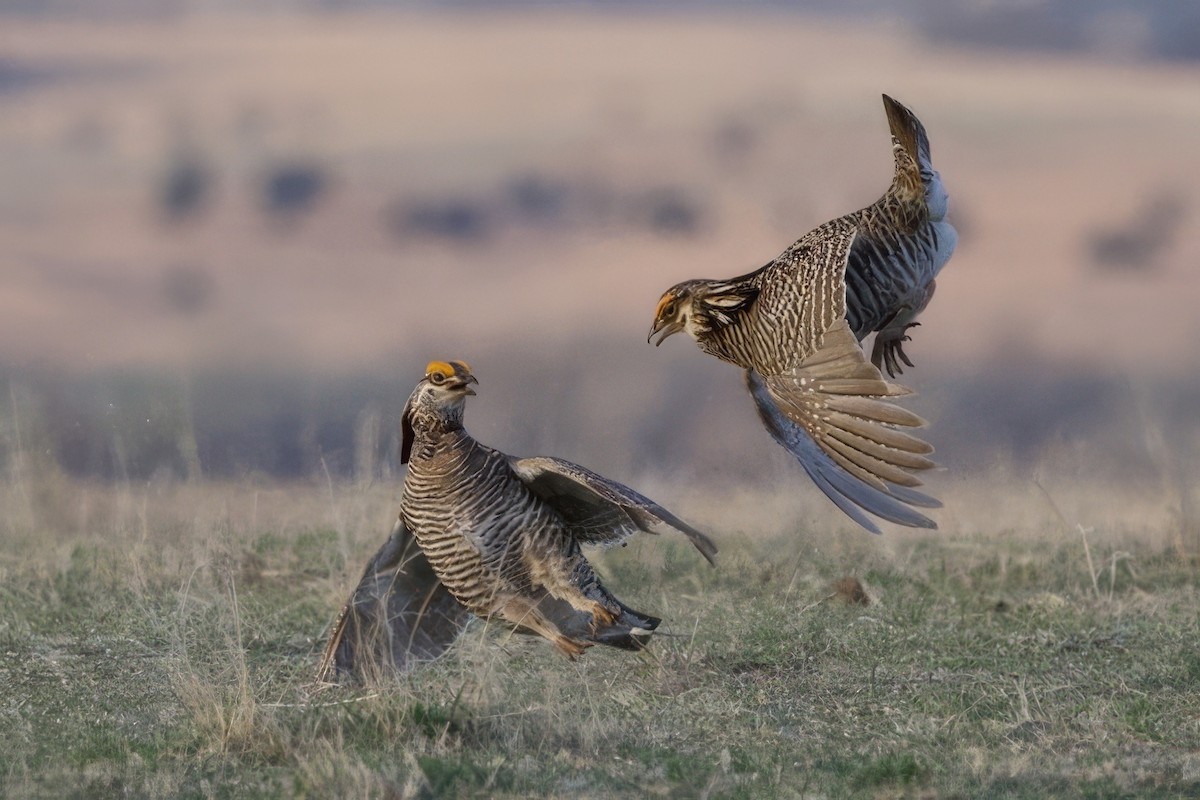 Greater Prairie-Chicken - ML620749876