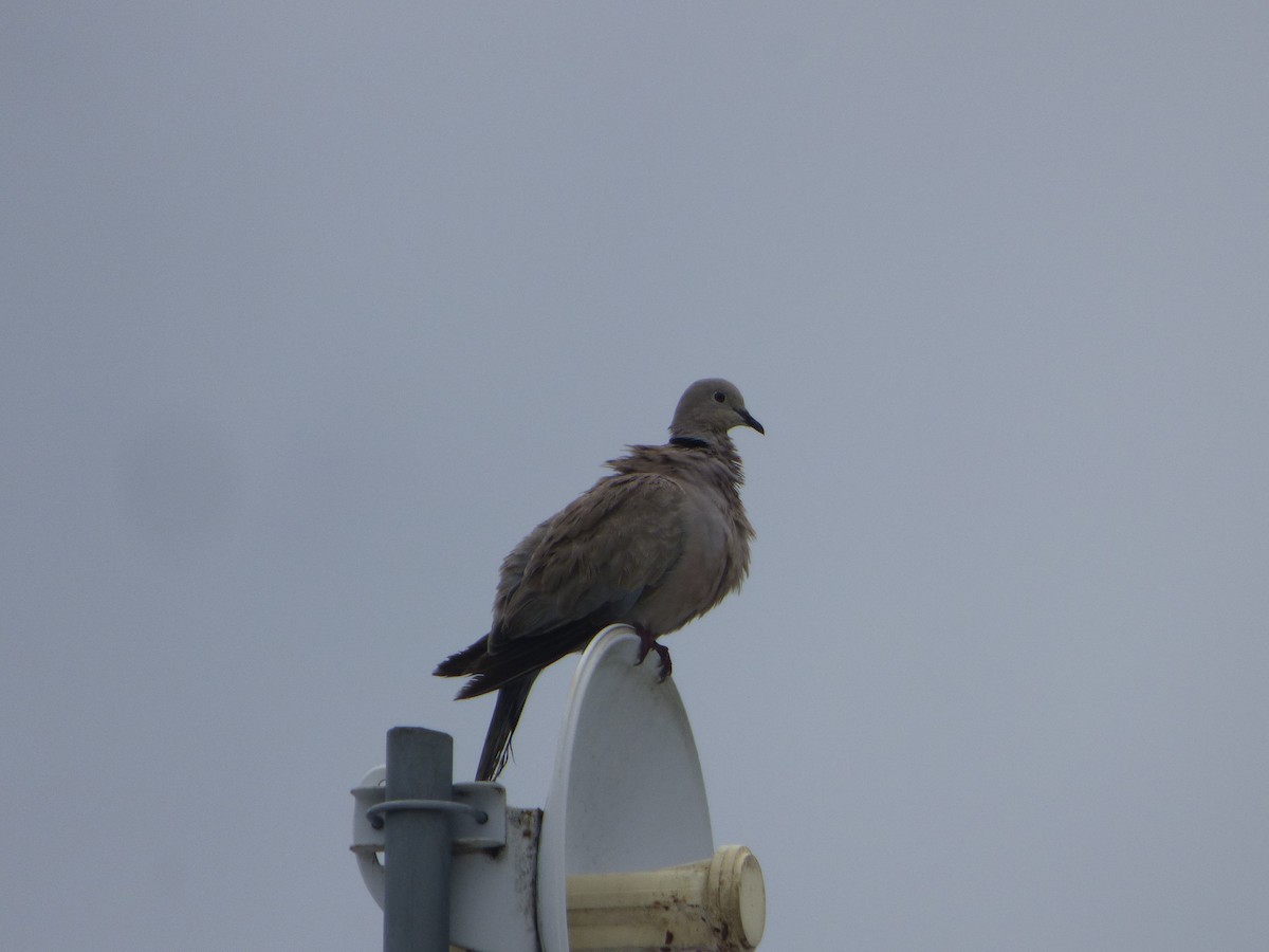 Eurasian Collared-Dove - ML620749878