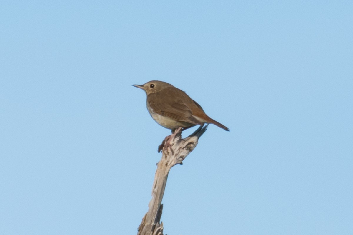 Hermit Thrush - Steven McGrath