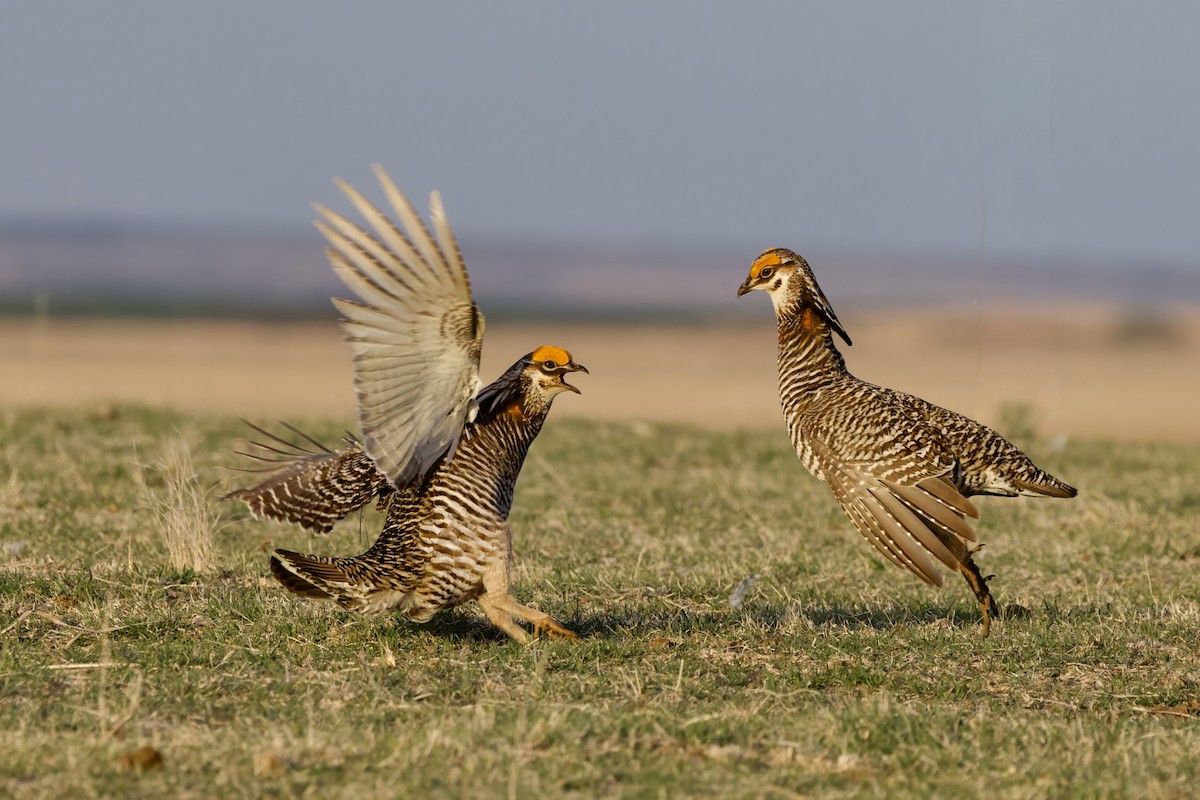 Greater Prairie-Chicken - ML620749894