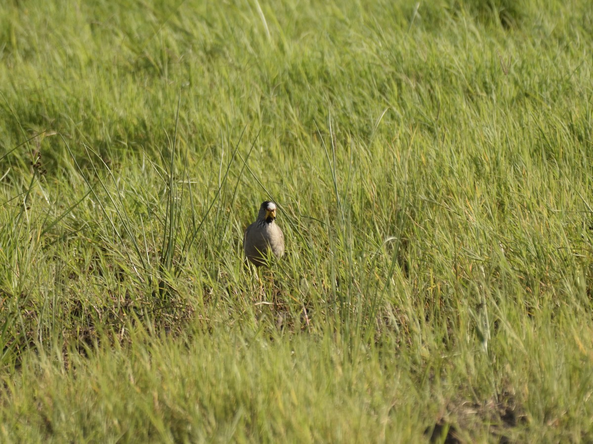 Wattled Lapwing - ML620749903