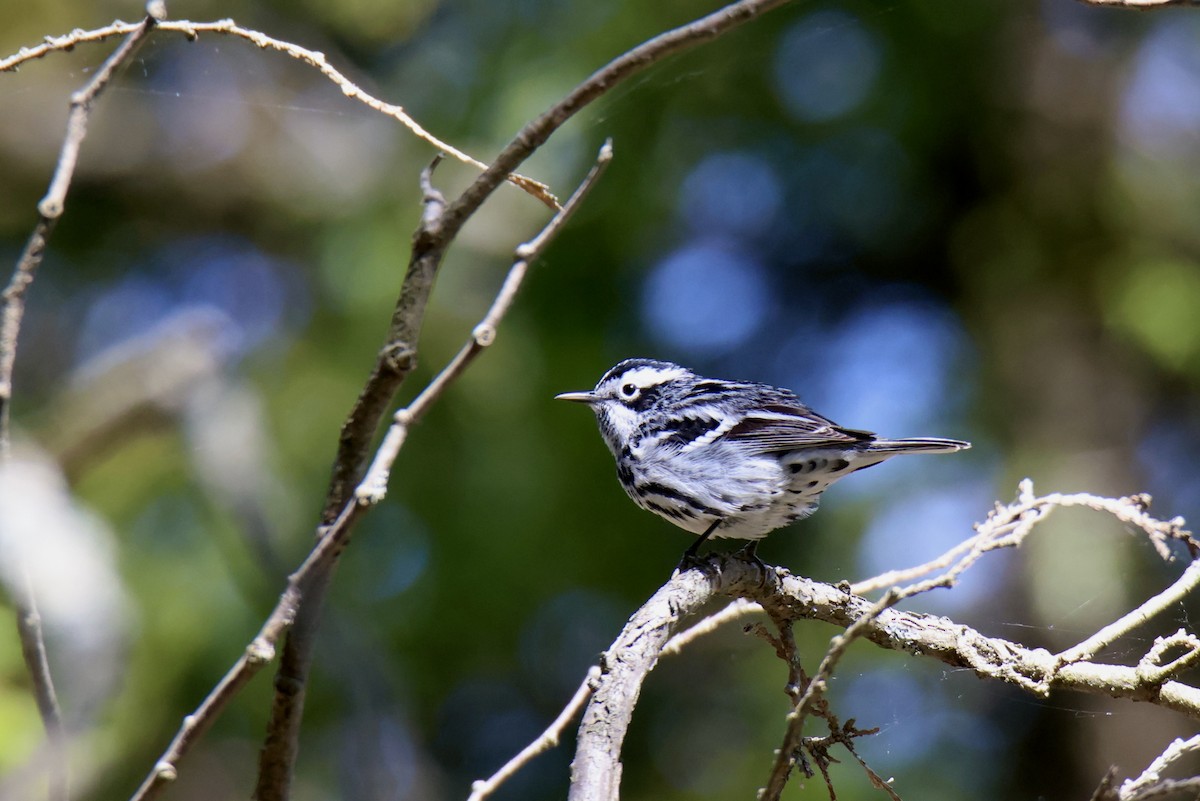 Black-and-white Warbler - ML620749908