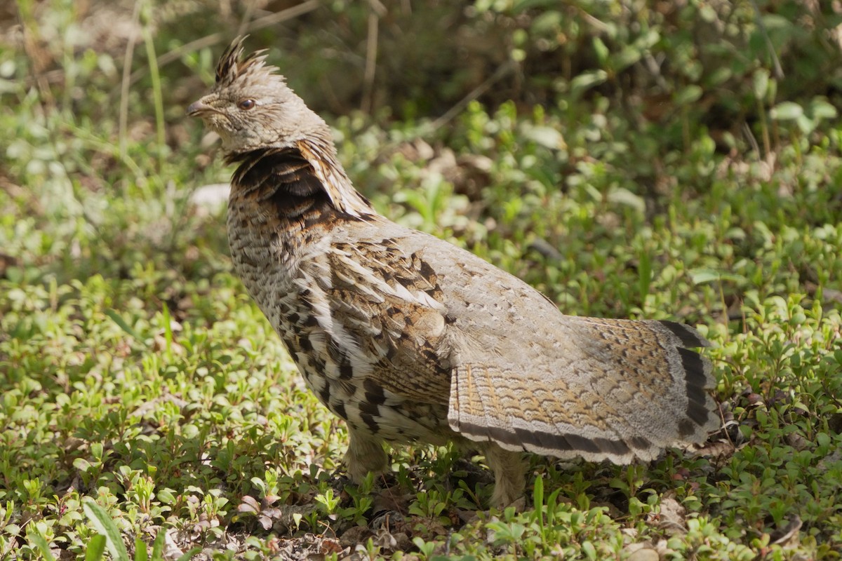 Gélinotte huppée - ML620749909