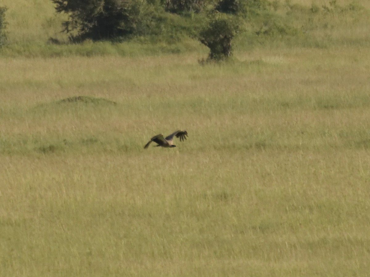 White-backed Vulture - ML620749910