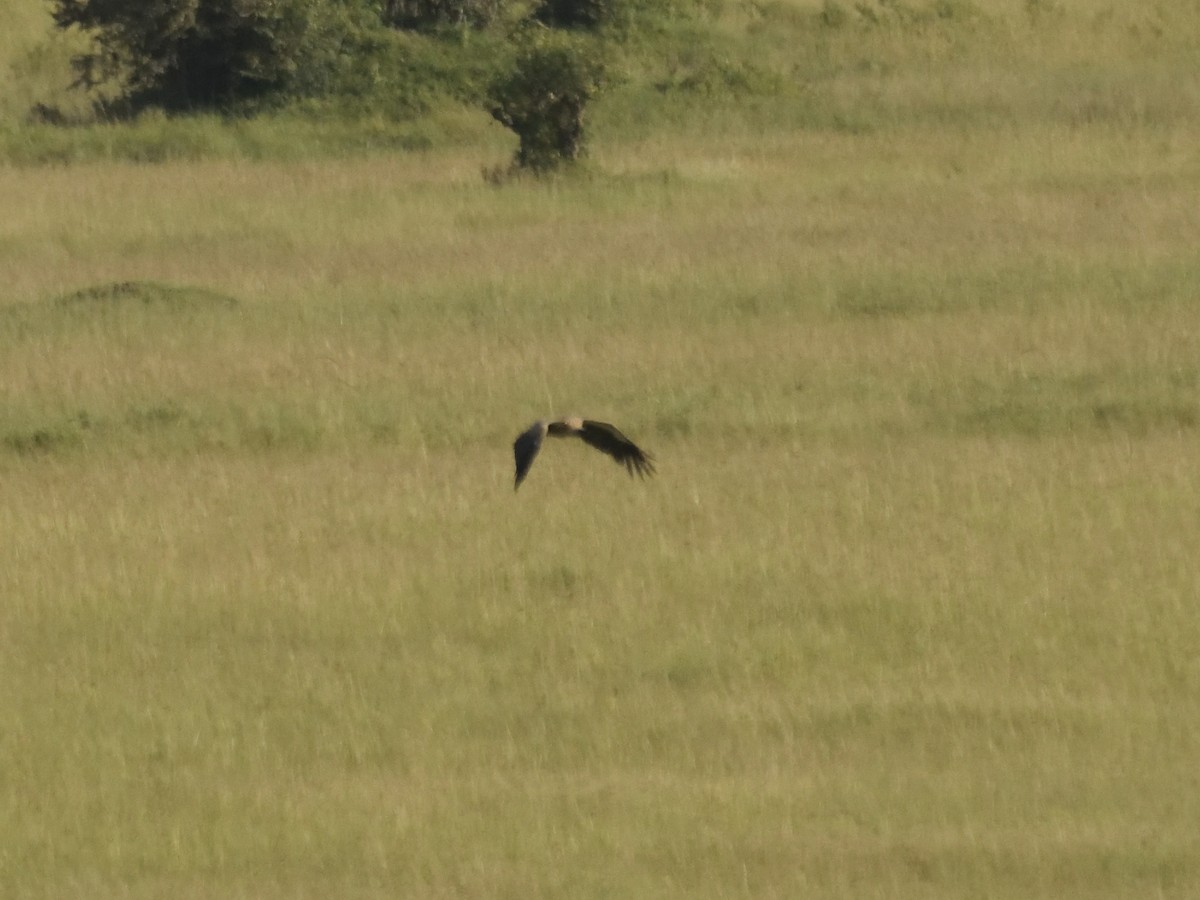 White-backed Vulture - ML620749913