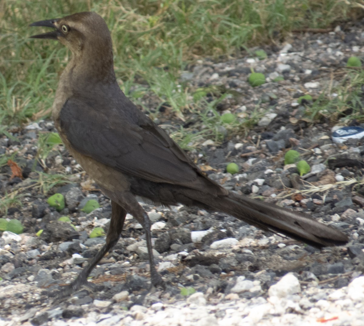 Great-tailed Grackle - ML620749920