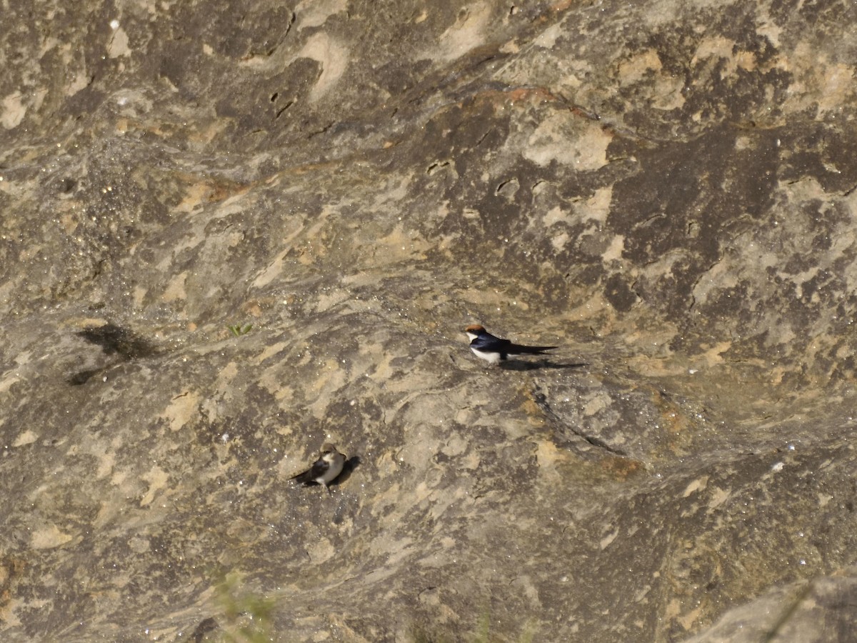 Wire-tailed Swallow - ML620749925