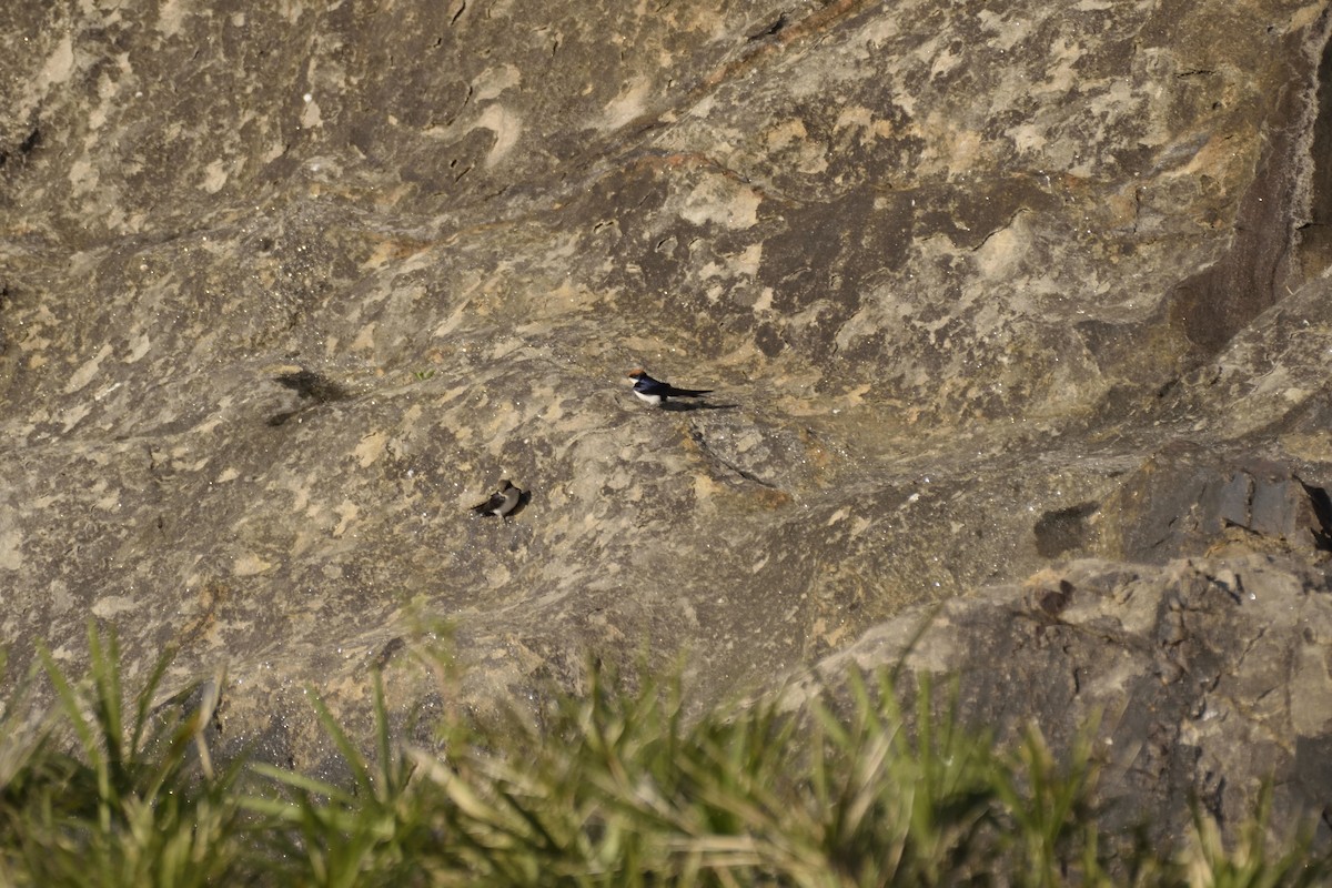 Wire-tailed Swallow - ML620749926