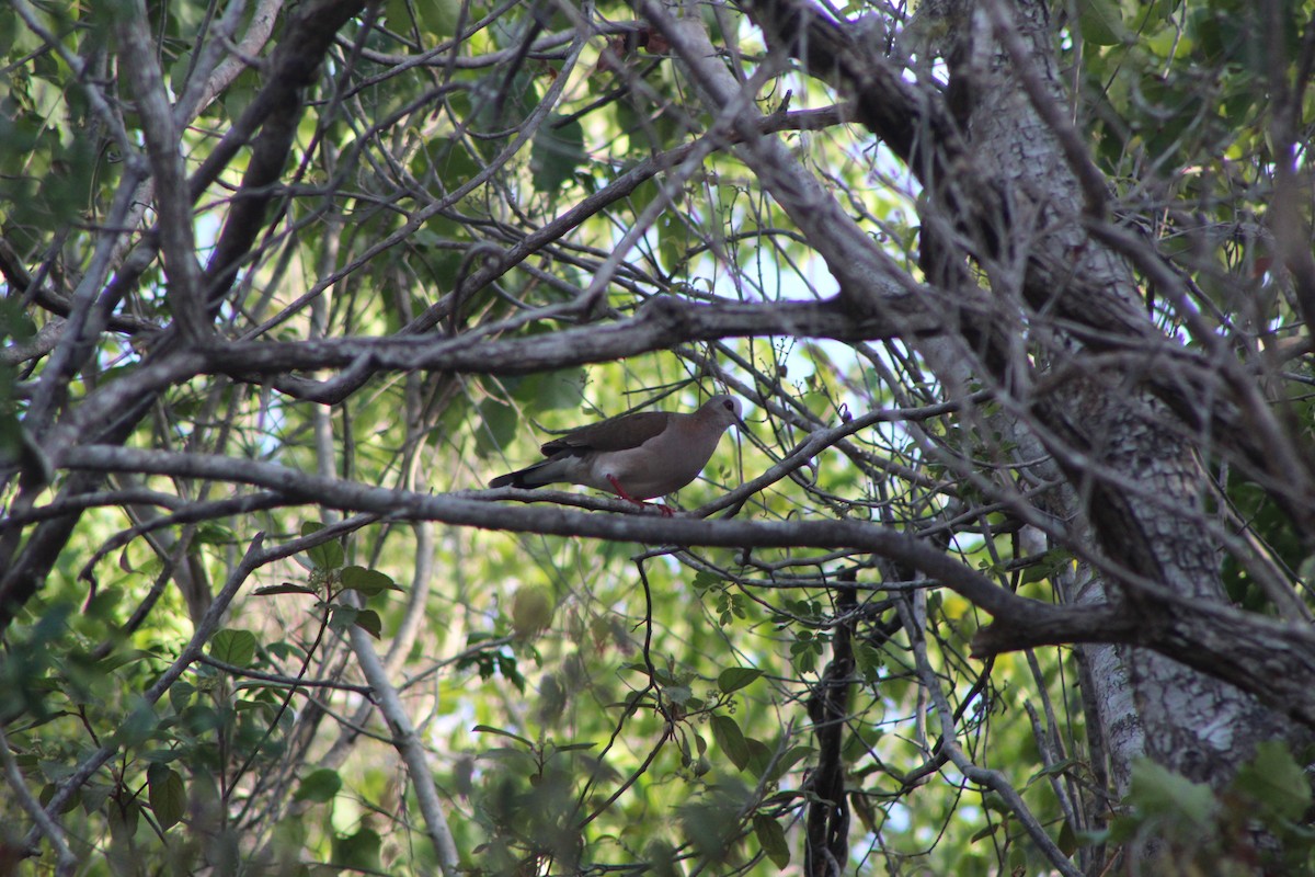 Caribbean Dove - ML620749934