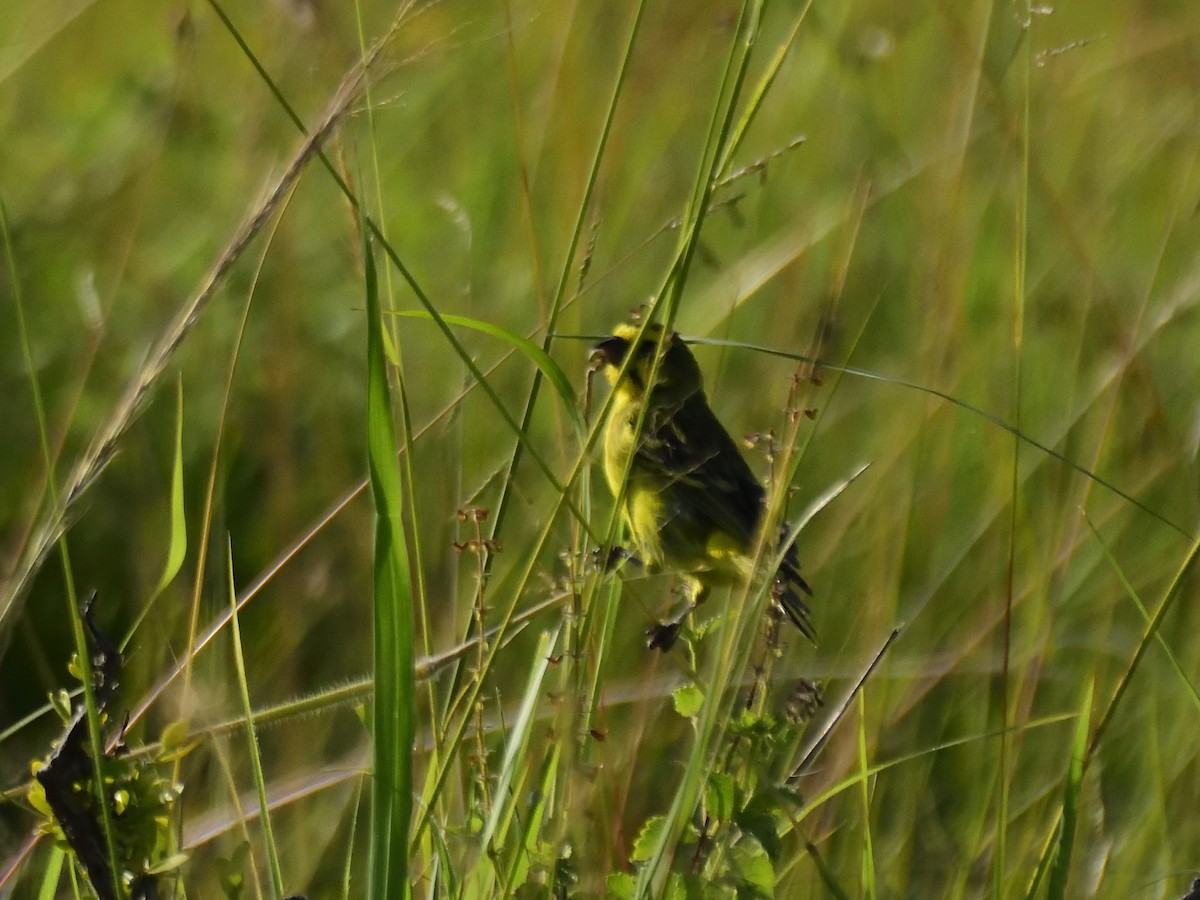Yellow-fronted Canary - ML620749938