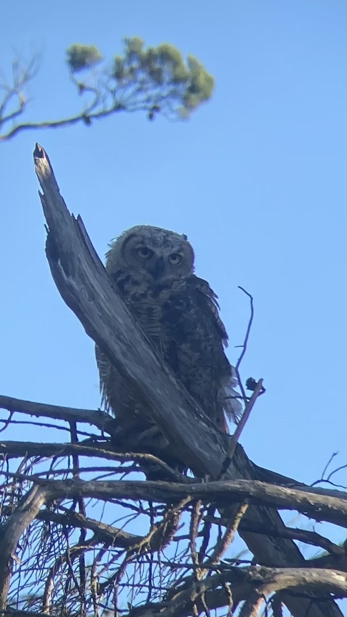 Great Horned Owl - ML620749945