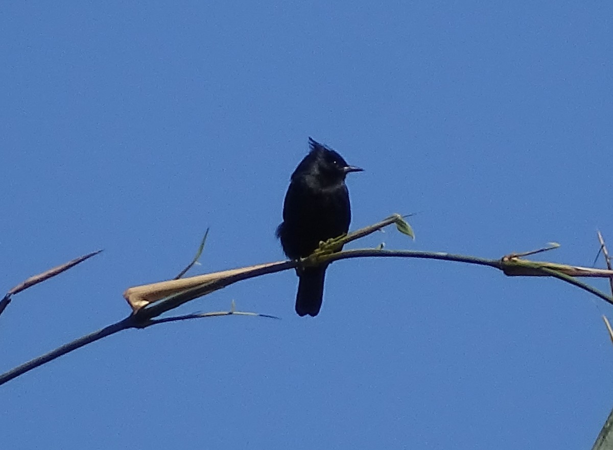 Crested Black-Tyrant - ML620749956