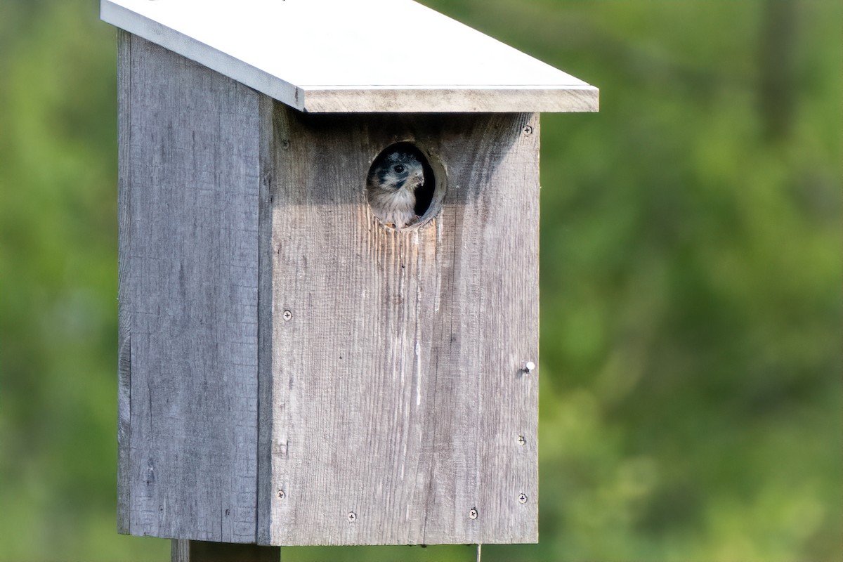 American Kestrel - ML620749982