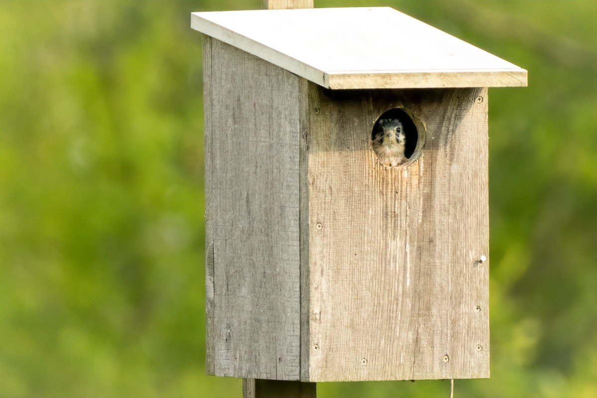 American Kestrel - ML620749983