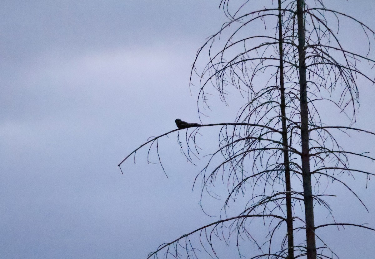 Eurasian Nightjar - ML620749988