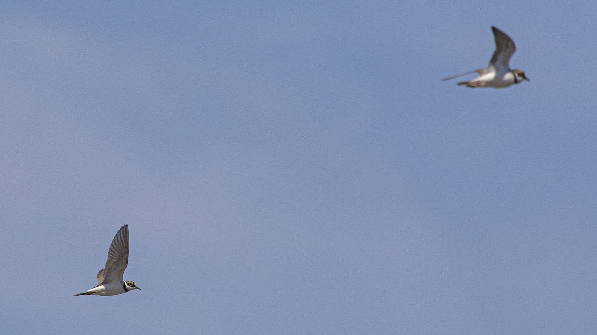 Little Ringed Plover - ML620749989