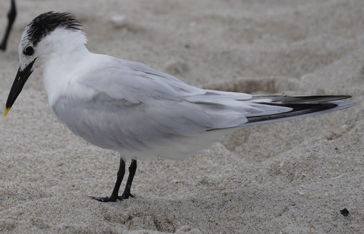 Sandwich Tern - ML620749992