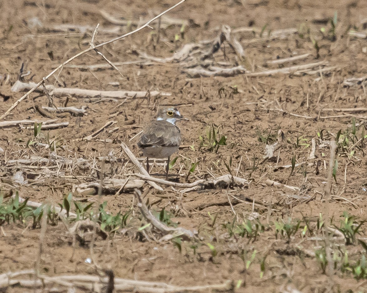 Little Ringed Plover - ML620749994