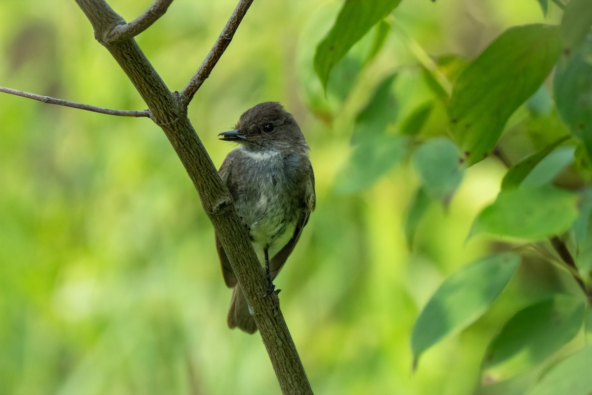 Eastern Phoebe - ML620749995