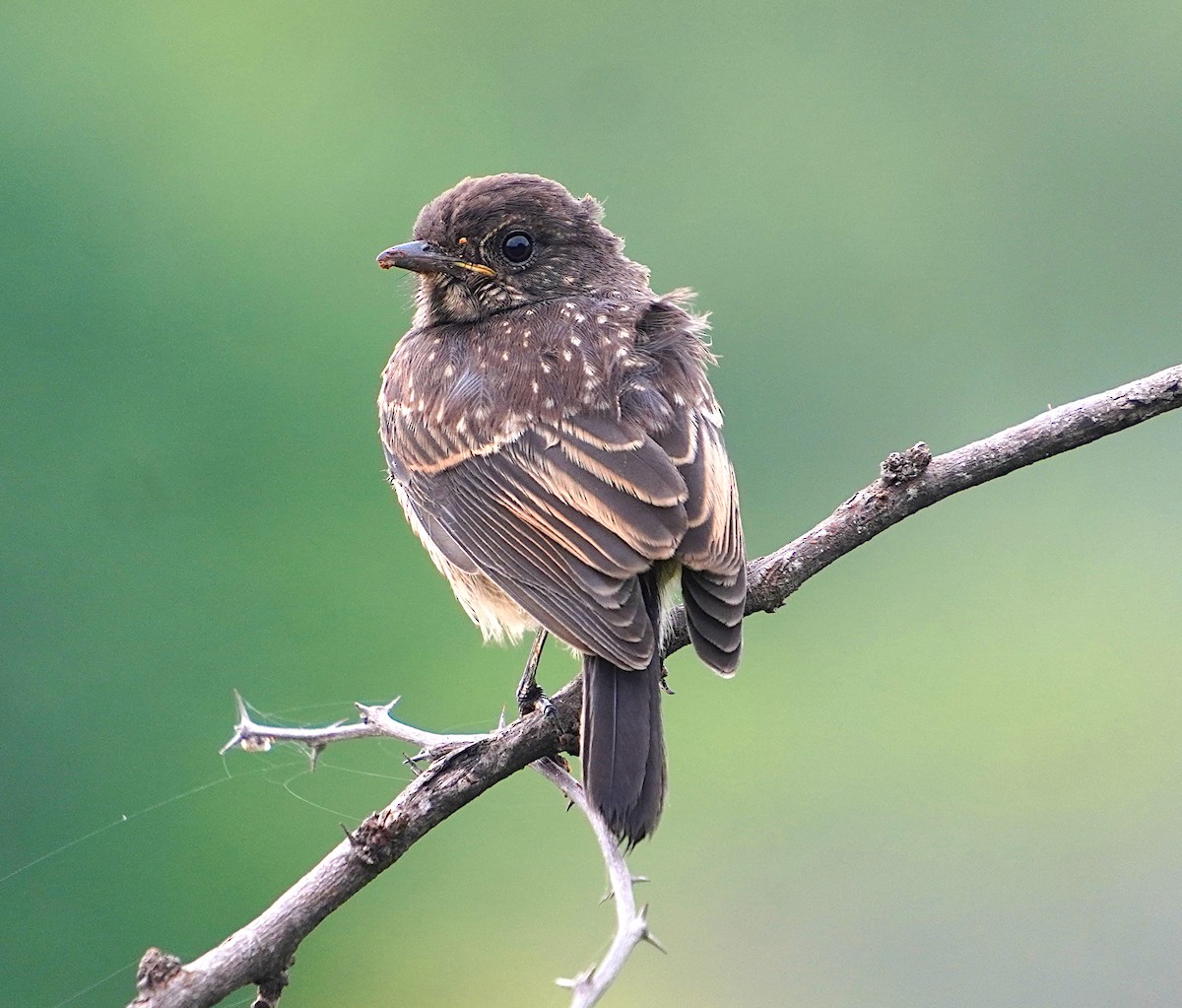 Pied Bushchat - ML620750003