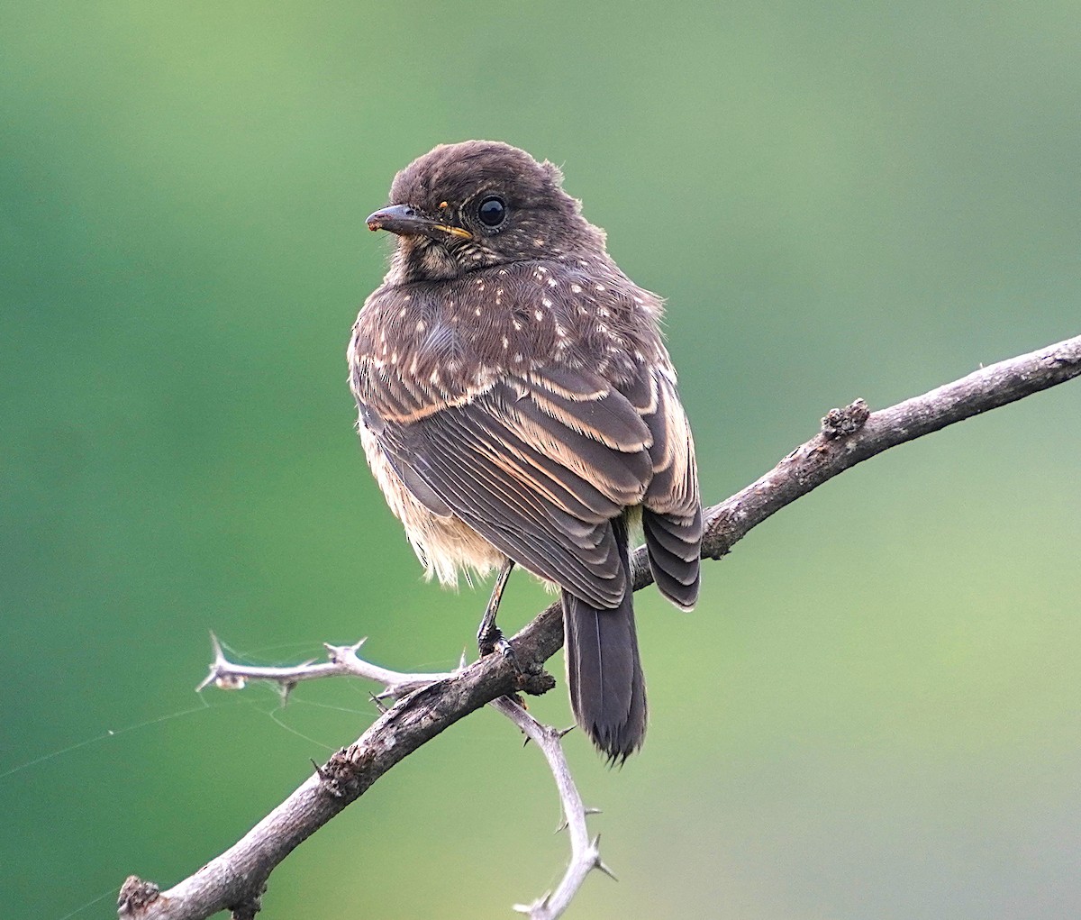 Pied Bushchat - ML620750005