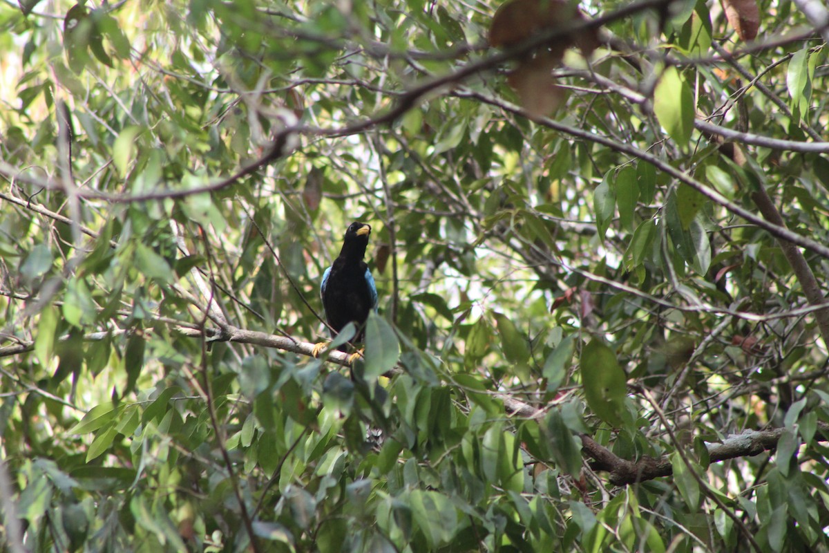 Yucatan Jay - ML620750007