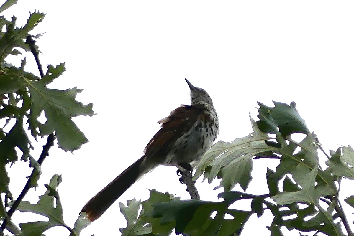 Brown Thrasher - ML620750011