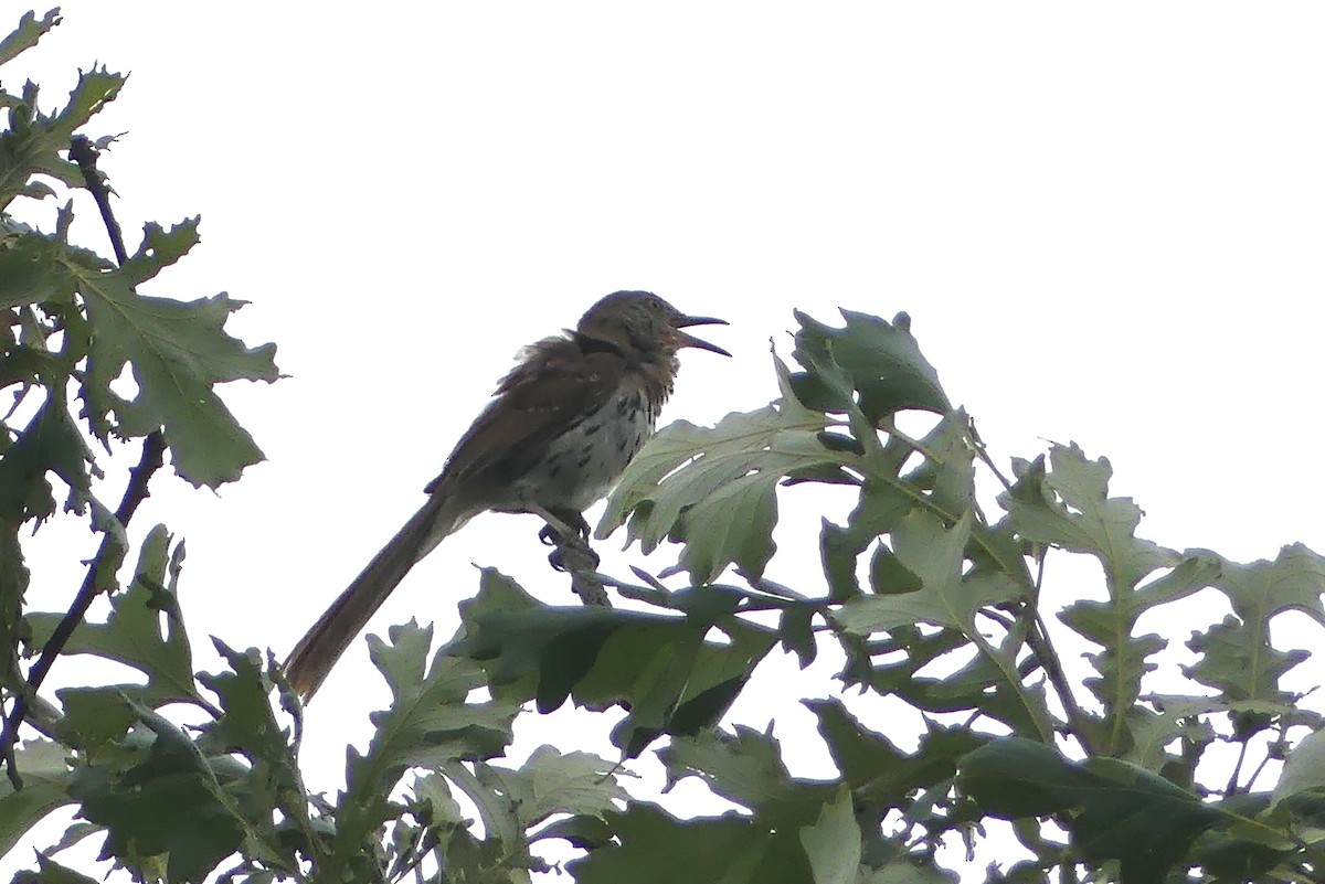 Brown Thrasher - ML620750012