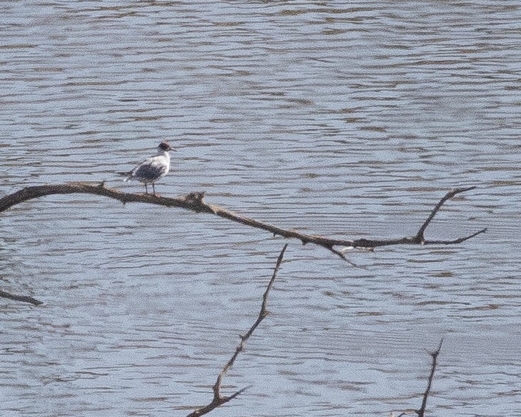 Black-headed Gull - ML620750013