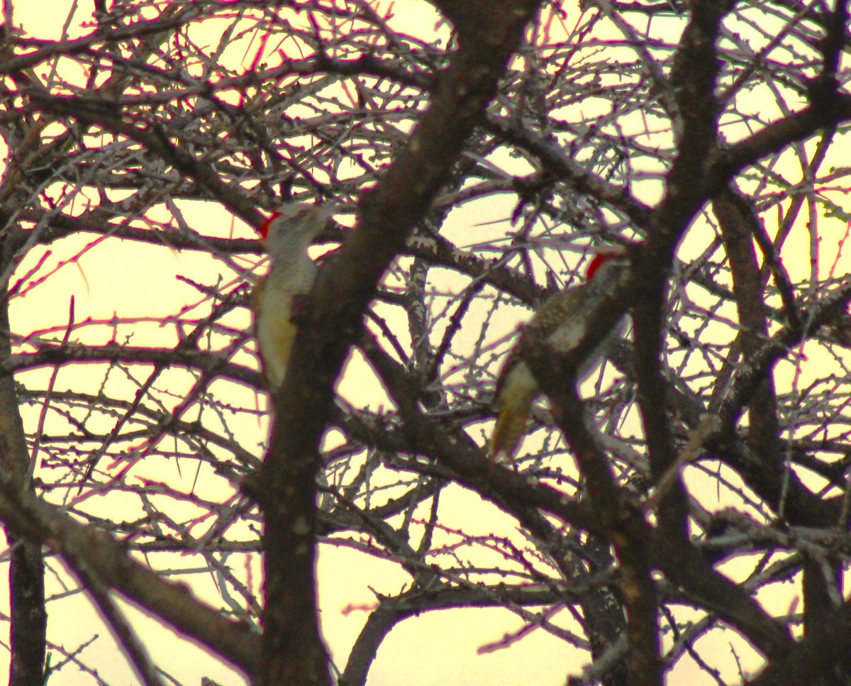 Cardinal Woodpecker - ML620750021