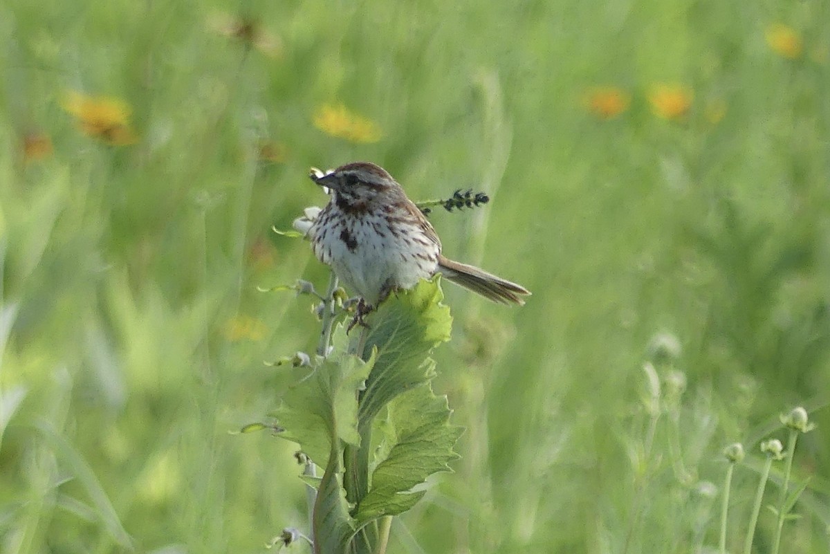 Song Sparrow - ML620750026