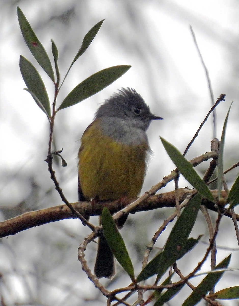 Gray-headed Canary-Flycatcher - ML620750027