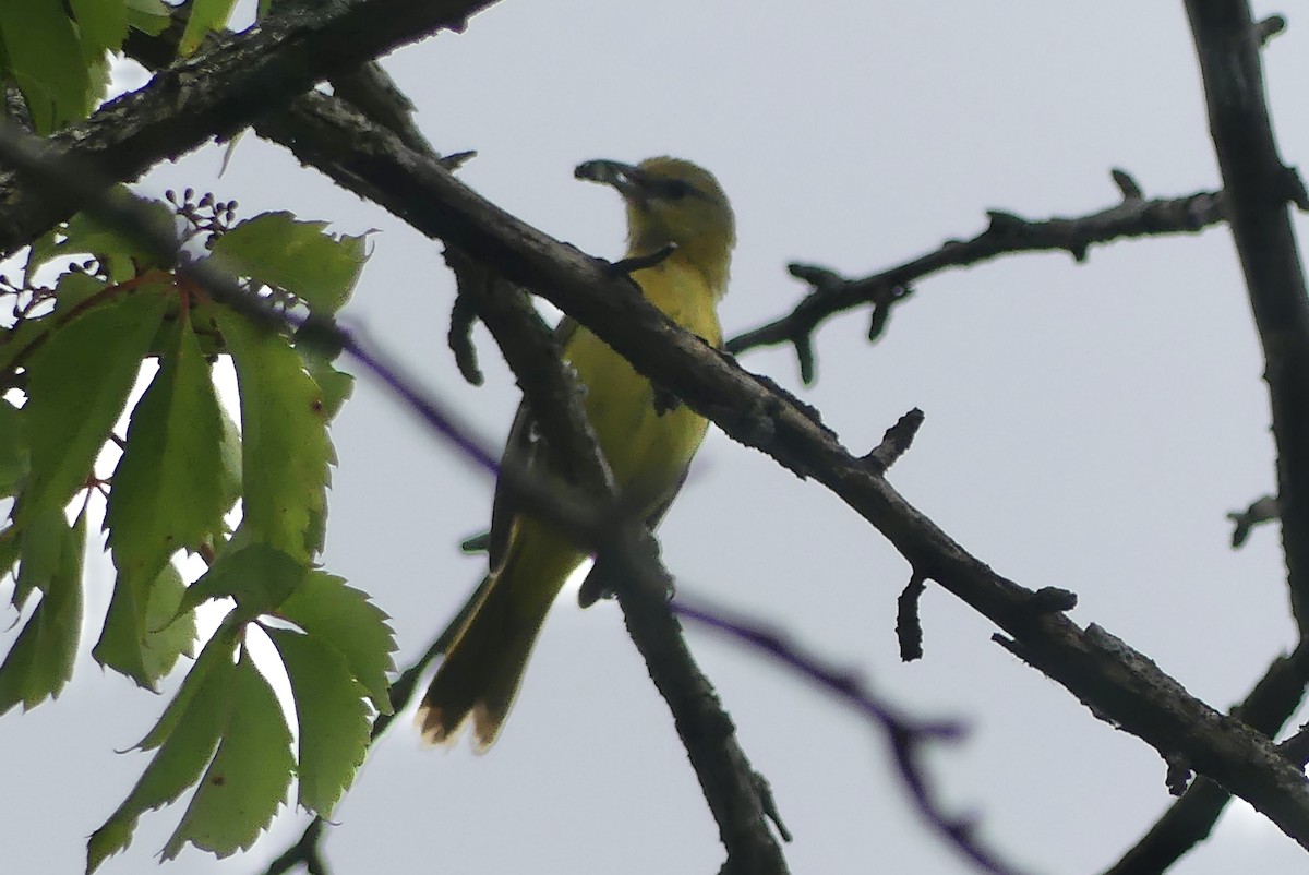 Orchard Oriole - ML620750031