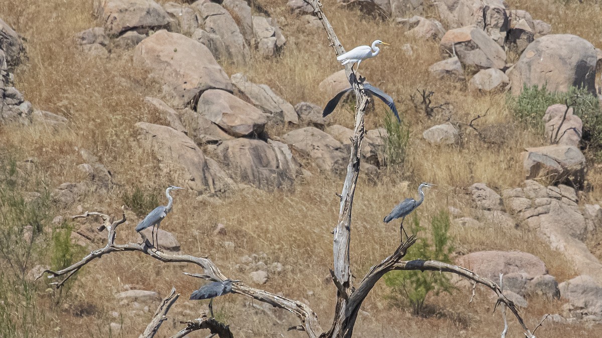 Great Egret - Daniel Cañadas Navarro