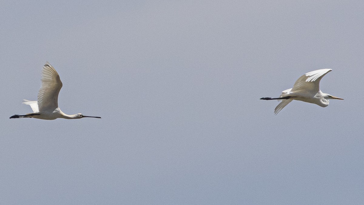 Great Egret - ML620750038