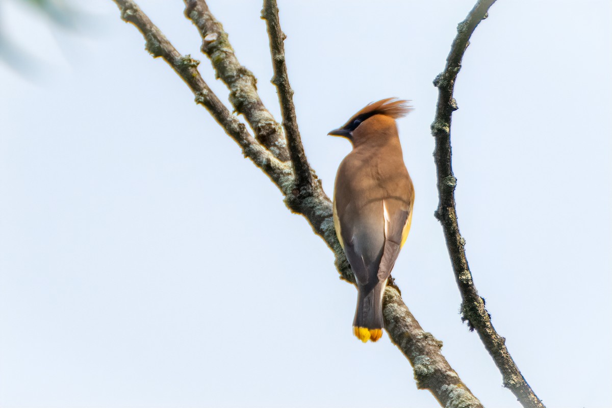 Cedar Waxwing - ML620750040