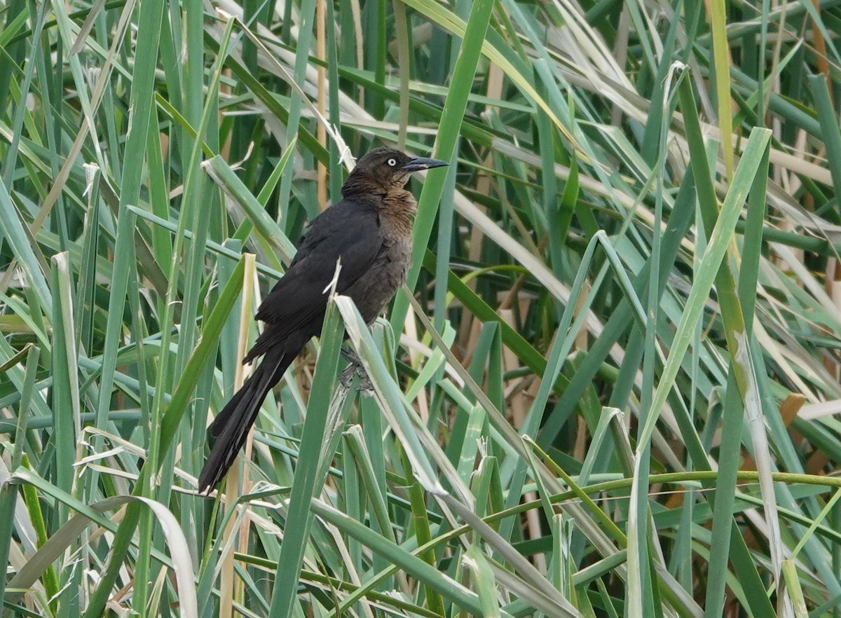 Great-tailed Grackle - ML620750042