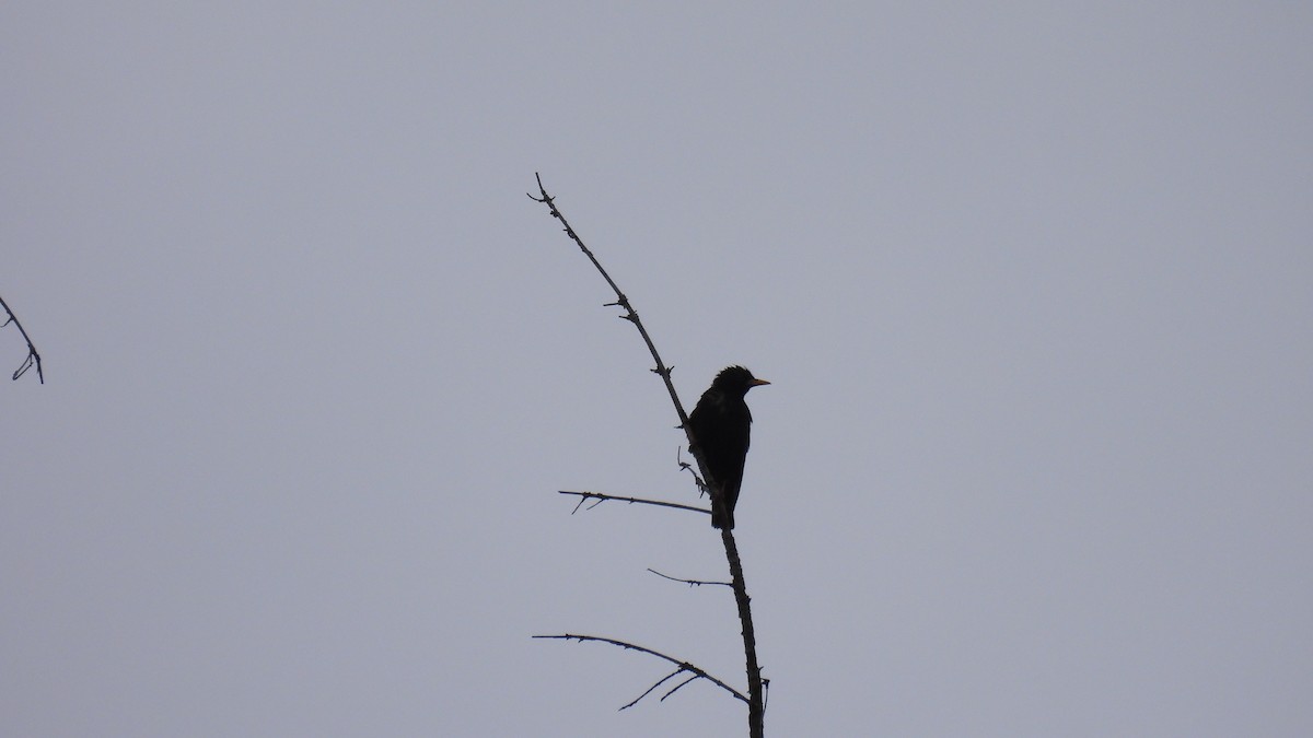 European Starling - ML620750051