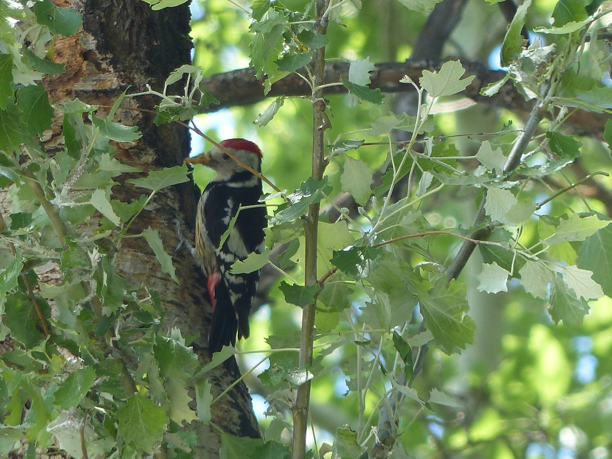 Middle Spotted Woodpecker - ML620750059